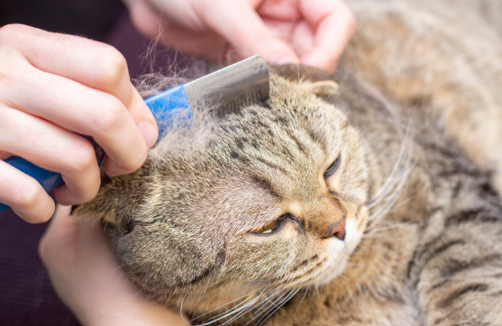 Chat qui se fait enlever les poils à l'aide d'une brosse