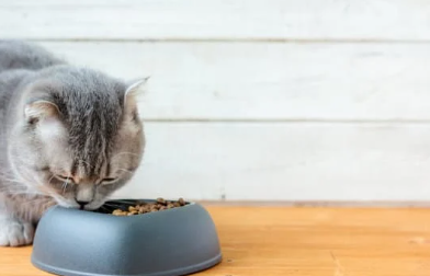 Chat qui mange des croquettes