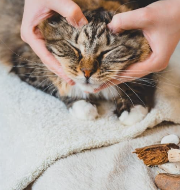 Massage crânien de chat