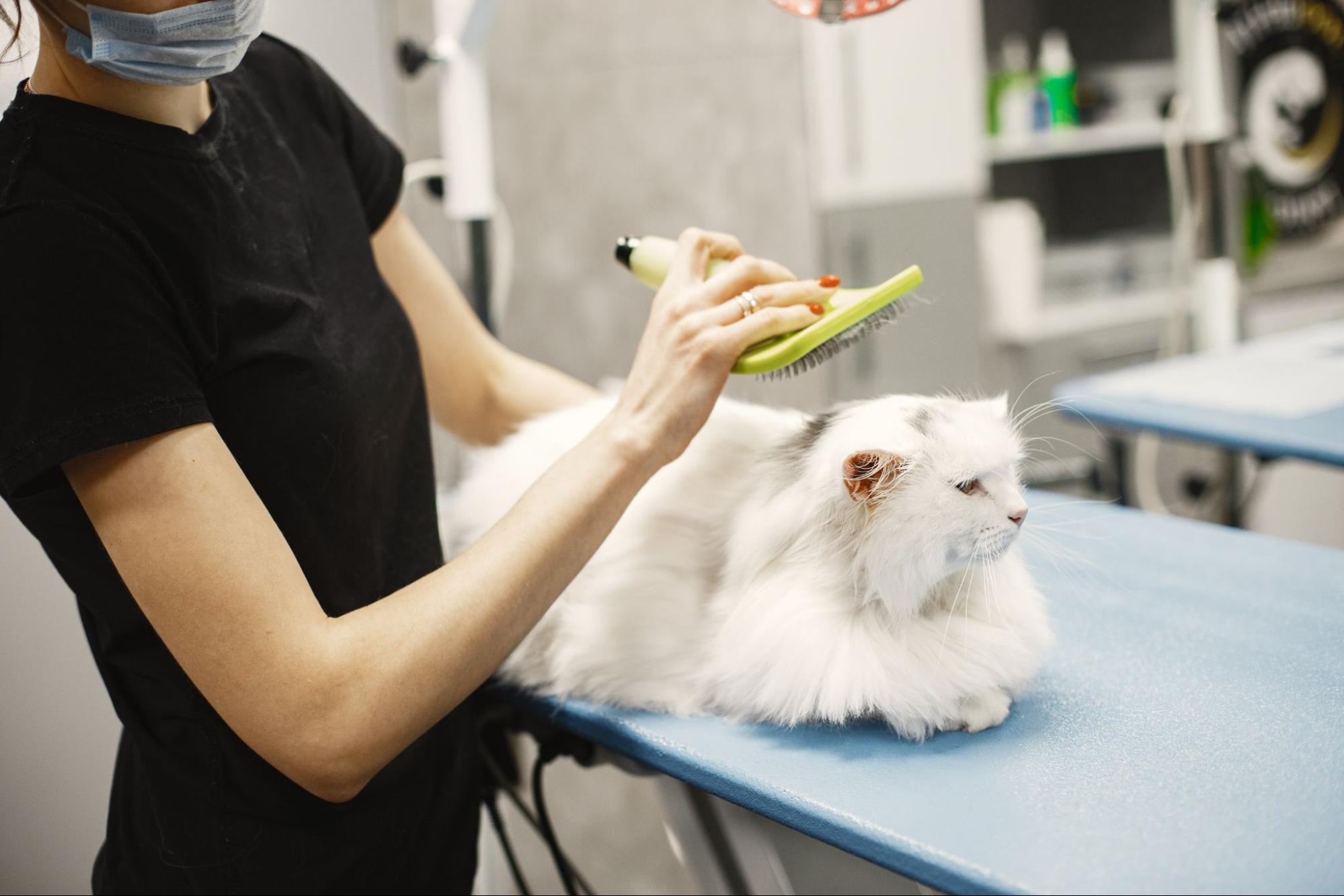 Vétérinaire utilisant une brosse pour poils de chat