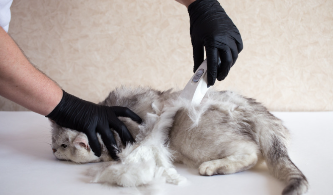 Brosse pour démêler les poils longs de chats 