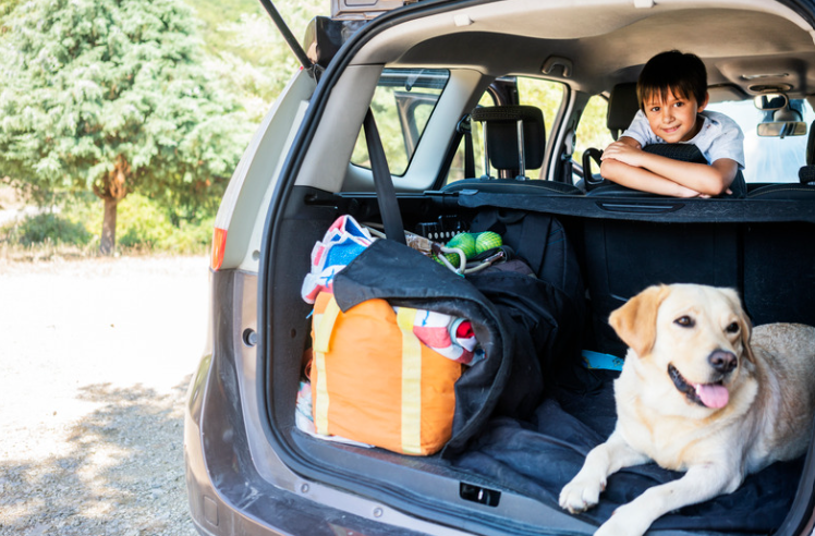 Chien dans le coffre d'une voiture avec valise