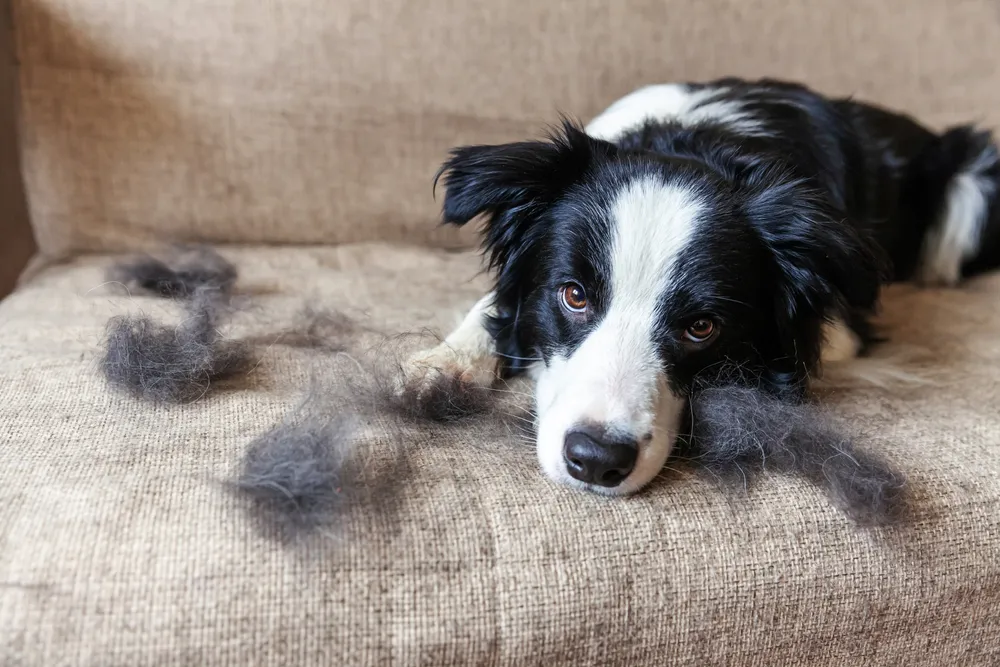 Chien sur canapé avec ses poils qu'il a perdu