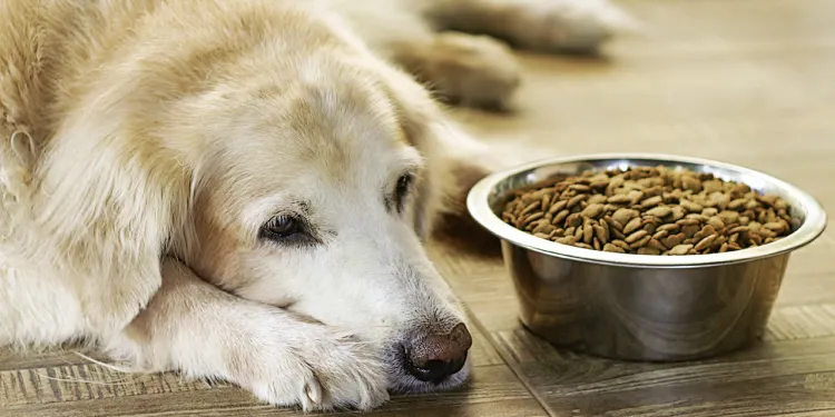 Chien avec des croquettes