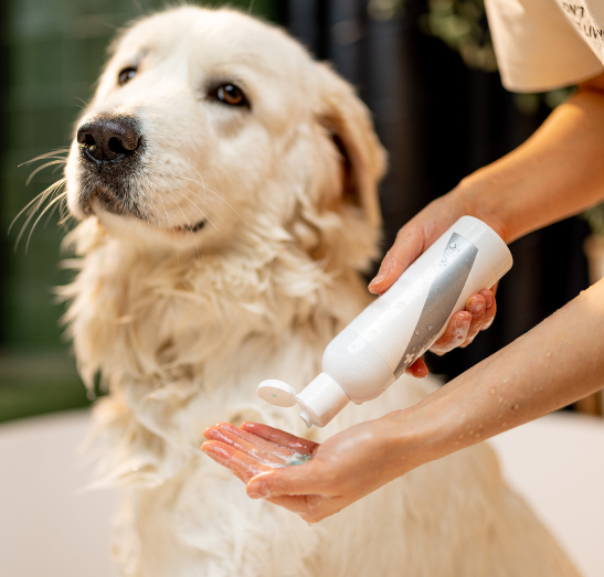 Chien se faisant nettoyer avec du shampoing pour chien