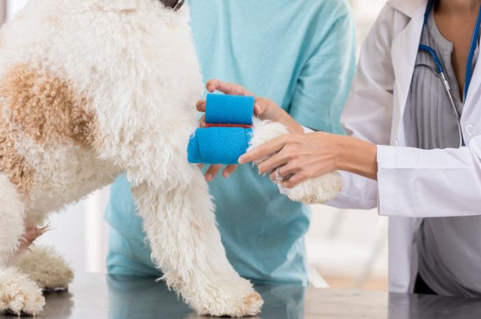 Chien se faisant poser un pansement chez le vétérinaire