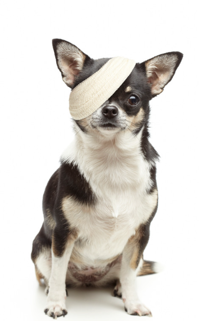 Chien avec l'oeil bandé