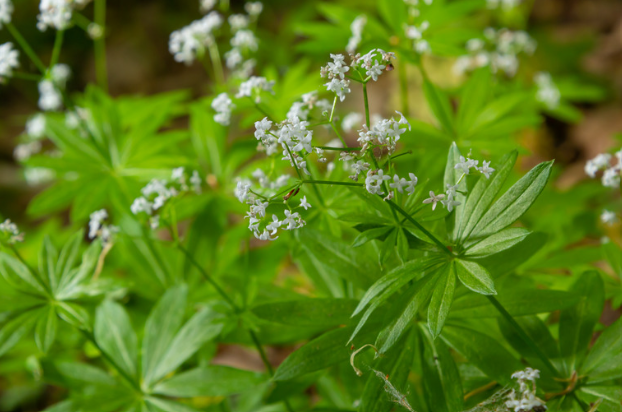 Plante de gaillet 