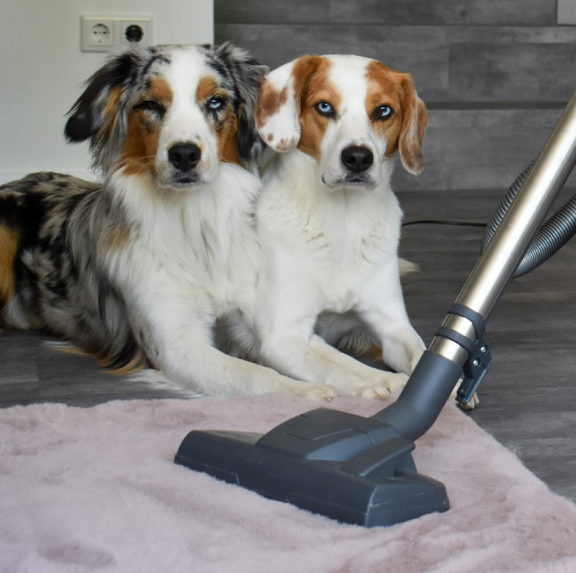 Deux chiens devant un aspirateur