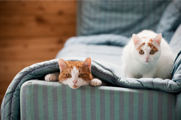 Deux chats sur un canapé