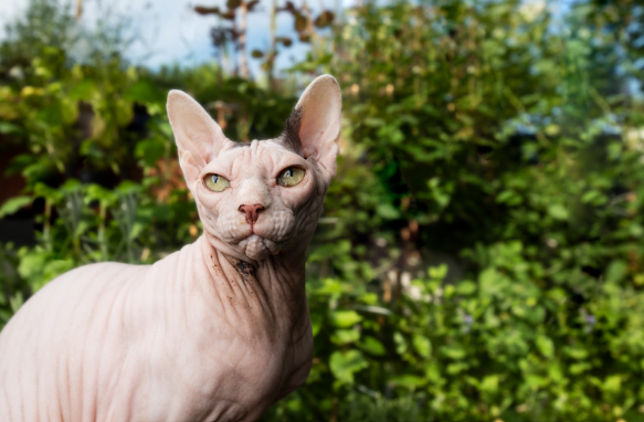 Chat de race Sphynx 