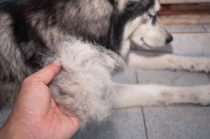 Chien qui perd ses poils à cause du stresse