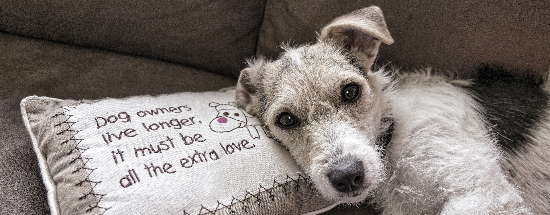 Quel chien en appartement ?