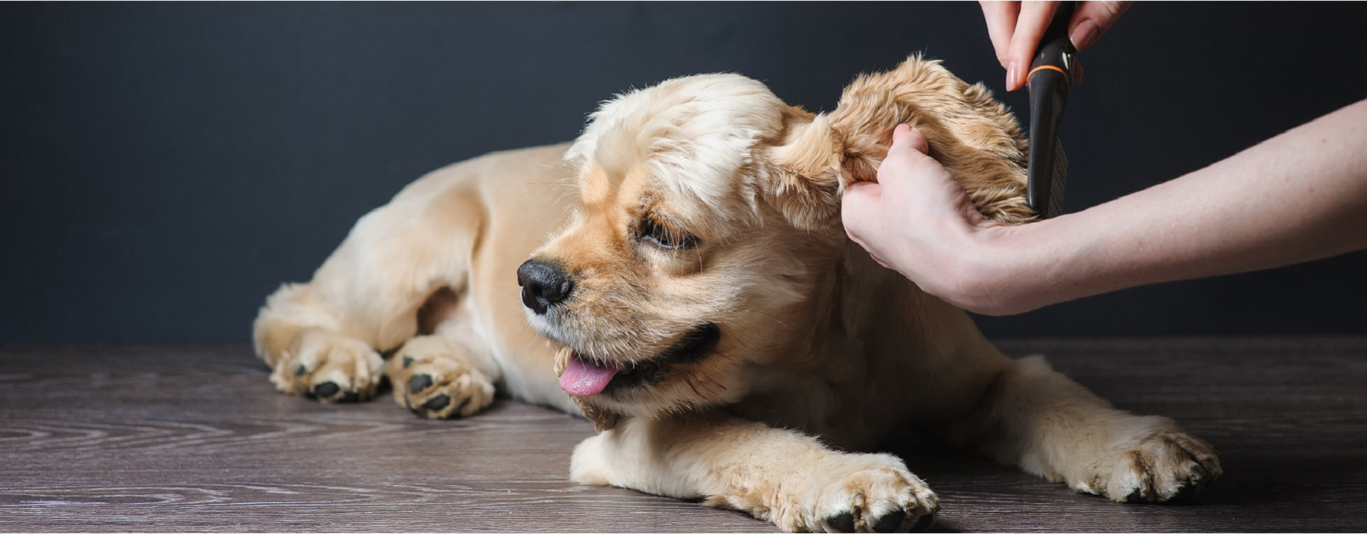Beauté du poil chien : 5 solutions naturelles pour un poil soyeux