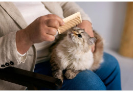 Perte de poils chez le chat après stérilisation : causes et solutions