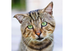 Corrélation entre le stress et la perte de poils chez le chat : Signes et solutions