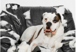 DAMILY® Brosse anti poils-chien Brosse pour animaux de compagnie