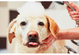 Éliminer les poils de chien : ces conseils qui fonctionnent !