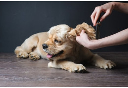 LINTLIFT™ : La solution pratique pour enlever les poils d'animaux de  compagnie 2 en 1 rasoir - nettoyeur