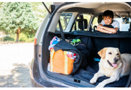 Comment enlever les poils de chien dans une voiture - Guide complet