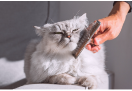 Cycle et saisonnalité de la perte de poils chez le chat : Ce qu'il faut savoir